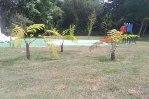 un grupo de árboles en un campo junto a una piscina en Casa da Queira, en Ares