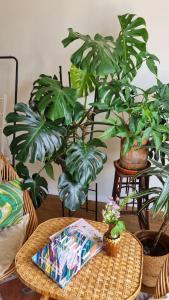 Kyiv Jungle apartment في كييف: طاولة مع كتاب والنباتات في غرفة