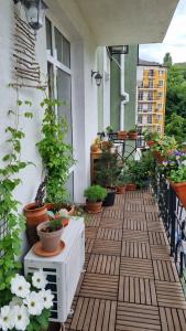einen Balkon mit Pflanzen und Topfpflanzen darauf in der Unterkunft Kyiv Jungle apartment in Kiew