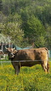 brązowa krowa stojąca na polu kwiatów w obiekcie Agriturismo La Betulla w mieście Brezzo