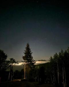 uma noite estrelada com uma árvore em primeiro plano em Obriyslavsko em Slavske