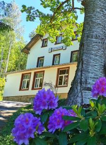 a house in front of a tree with purple flowers at Pension Haus Anna in Kurort Altenberg