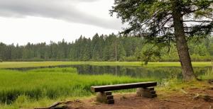 a bench sitting next to a tree next to a lake at Rogla Alpina Residence in Zreče