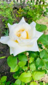 Imagen de la galería de Къща за гости Роза, en Elena