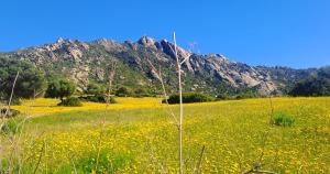 un campo de flores amarillas frente a una montaña en Casa Sole, en Rudalza