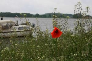 eine rote Blume im Gras neben einem Boot in der Unterkunft Ferienwohnung 02 am Selliner See in Ostseebad Sellin