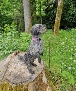 a dog sitting on top of a tree stump at FeWo Bergwiesen in Osterode
