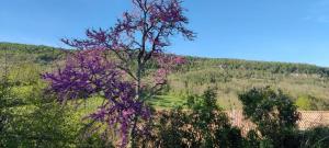 uma árvore com flores roxas em frente a uma montanha em Gite de Mailhac em Loubières
