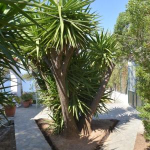 una palmera en un jardín junto a una valla en Salamis Beachfront House, en Salamina