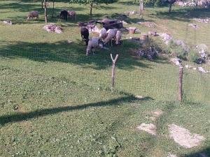 una manada de ovejas pastando en un campo detrás de una valla en house s&d, en Otočac
