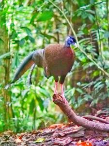 un pájaro está de pie en una rama de árbol en Lucky Bamboo' Bungalows-Resto and OrangUtan Jungle Trekking Tours en Bukit Lawang