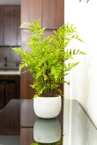 eine grüne Pflanze in einer weißen Vase auf einem Tisch in der Unterkunft Céntrico y vista insuperable in Calama