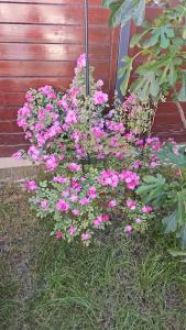 a bunch of pink flowers in a garden at Signature Aparthotel - Boutique in Galaţi