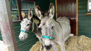 Tiere in der Ferienwohnung oder in der Nähe