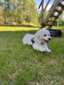 um cão branco deitado na relva num campo em Skagagården, Sjömarken em Undenäs