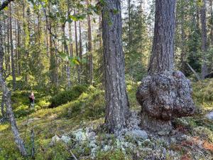 Paesaggio naturale nelle vicinanze dell'affittacamere