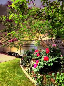 a garden with pink flowers and a fence at Warm home in Richmond
