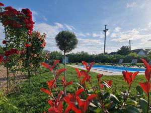 a garden with red flowers and a swimming pool at Casa cu Trandafiri Murighiol in Murighiol