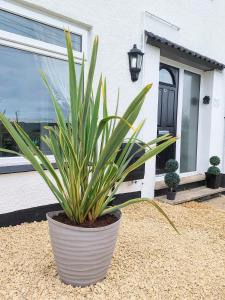 a plant in a pot in front of a house at 'Serenity in Somerset' , Scenic Views across Dorset , Half a mile from Devon & Close to the Jurassic Coast without the Hustle & Bustle in Chardstock