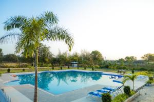 萨三吉尔Daksh Eden Greenz -A Luxury Resort in Sasan Gir的一个带棕榈树和躺椅的游泳池