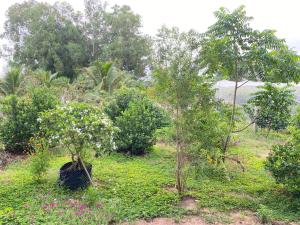 Zahrada ubytování Summer Stations Homestay Binh Chau - Ho Coc Beach - Vung Tau