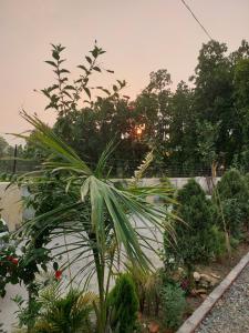 einen Garten mit Palmen und anderen Pflanzen in der Unterkunft PRITHVI FOREST HOMESTAY in Dehradun