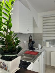 Apartman Diamond Lux في Surčin: مطبخ مع خزائن بيضاء ونبات الفخار