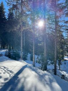 un sol que brilla entre los árboles en un bosque cubierto de nieve en Ferienwohnung Collie en Nauders