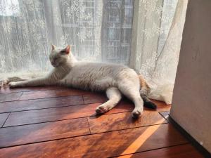 和主人一起入住koko's garden and cats --4mins walk from jingjusi metro st ation, English-speaking service的宠物
