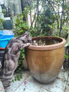 和主人一起入住koko's garden and cats --4mins walk from jingjusi metro st ation, English-speaking service的宠物