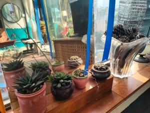 成都koko's garden and cats --4mins walk from jingjusi metro st ation, English-speaking service的相册照片