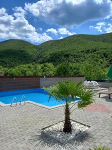 una palma accanto a una piscina con montagne sullo sfondo di Vila Nikola 
