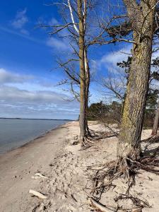 two trees on a sandy beach near the water at Reetdachhaus Holunder 2 in Puddemin