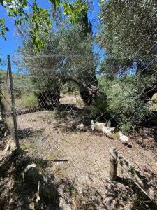 Gallery image of Casa Rural Privada Belén in Pruna +57 photos