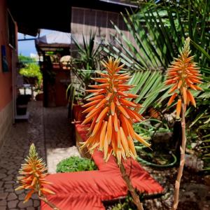 una pianta con fiori d'arancio in un giardino di Salento - A Casa di Lilli a Porto Cesareo