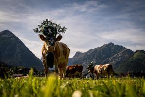Altri animali domestici presso l'hotel o nei dintorni