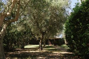 rząd drzew na środku podwórka w obiekcie Villa Chiara Porto Recanati w mieście Porto Recanati