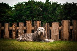 ein Hund, der im Gras neben einem Holzzaun liegt in der Unterkunft Ferienhaus Wickie in Grafenau