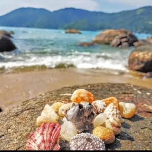 Pousada Mar Suites في أوباتوبا: مجموعة من الأصداف البحرية على صخرة على الشاطئ