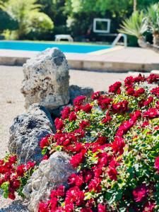 una pila de flores rojas junto a una roca en Le case di Lisetta Holiday homes en Corciano