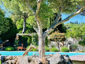 un árbol en una roca con un ciervo en el fondo en Le case di Lisetta Holiday homes en Corciano