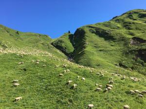 una manada de ovejas pastando en una colina pastosa en Fedaia Joy B&B, en Canazei