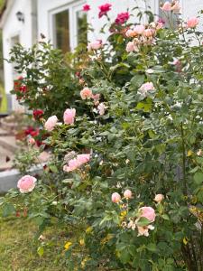 Afbeelding uit fotogalerij van Country House Hățăgel in Hăţăgel