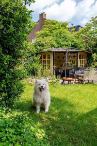 a white dog standing in the grass in front of a house at Cozy House - fietsverhuur, eigen keuken en badkamer in Nijmegen