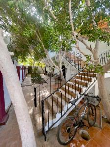 達哈布的住宿－Red oasis，一辆自行车停在树 ⁇ 旁边