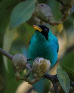 um pássaro azul sentado num galho de árvore em Talamanca Nature Reserve em Rivas