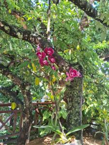 uma árvore com flores rosas crescendo nela em Hotel Pedra da Concha em Salvador