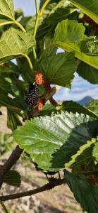 a close up of a blackberry tree with green leaves at GreenField Luxe in Yeghegnadzor