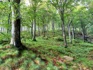 a wooded area with green grass and trees at Il glomere - campeggio di Rorà in Rorá +5 photos