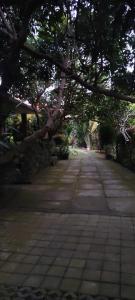 a tree hanging over a street with a sidewalk at Mulia Home Stay in Nusa Dua
